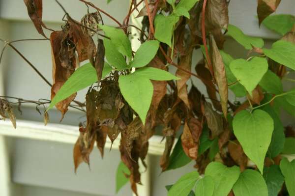 Clematis wilt attacked the top portion of a clematis vine, but if you cut the affected portion back to the ground, the plant should survive, as it doesn't affect the roots.