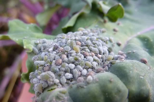 Dusty gray to dull green cabbage aphids are capable of forming large colonies on plants. Aphids also like to feed between leaf layers where most insecticides can't reach.