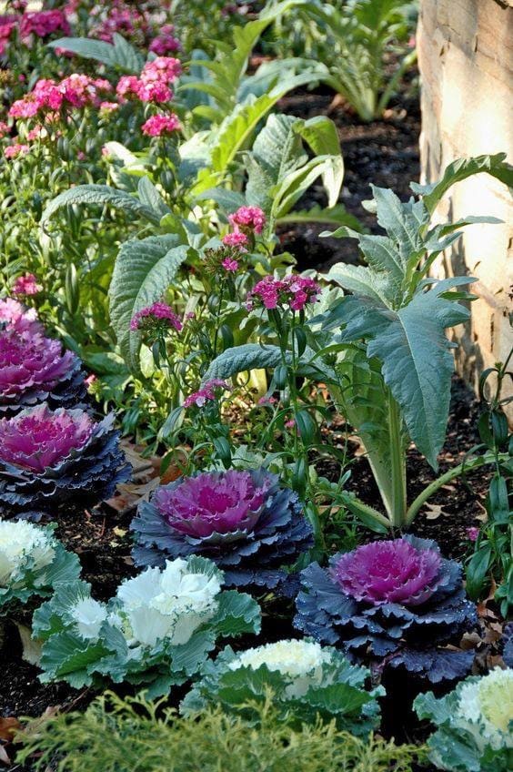 Aside from the spectacular beauty of ornamental kale, the plants don't require pinching, pruning or staking, which should be appealing to most gardeners.