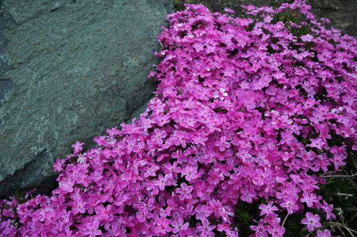 This creeping phlox is an example of a plant that would benefit from light shearing once the blooms have died down.