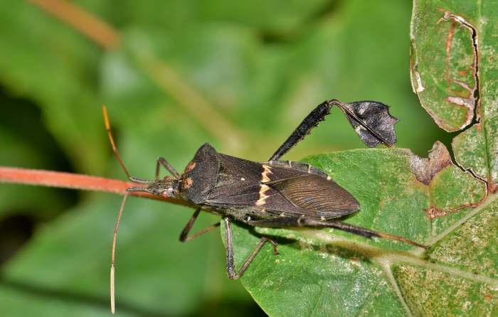 Adult leaf-footed bug. Notice the white pattern across the back and the leaf-like protrusions on the legs.