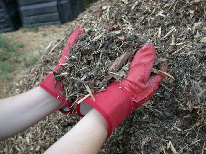 A thick layer of mulch will keep your soil evenly moist and prevent weed seeds from sprouting