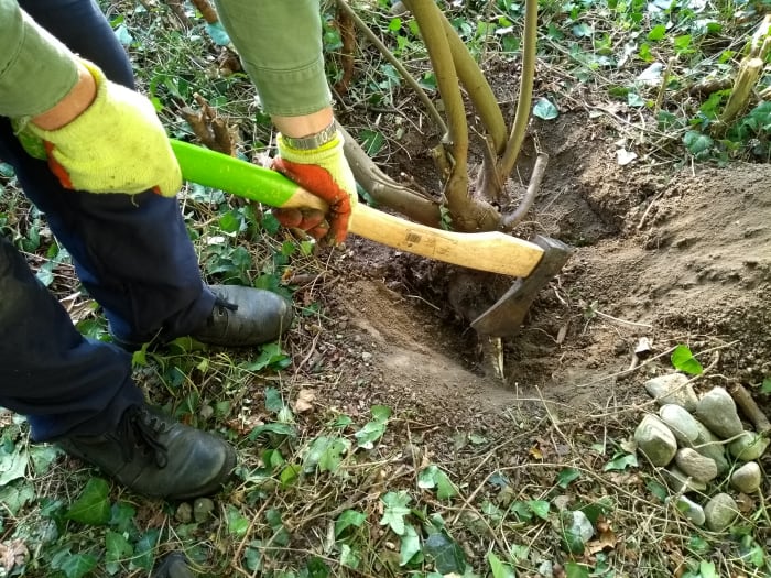 How to Remove a Tree Stump Easily Dengarden Home and Garden