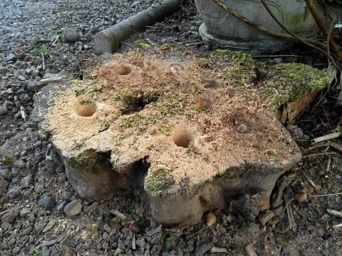 Drill as many holes as possible. Sometimes a stump can be hard and difficult to drill, so try drilling about 6 holes.