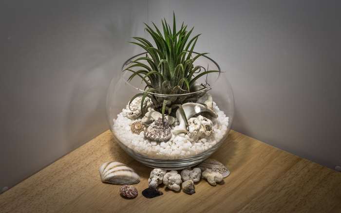 Here is the plant with no roots pictured previously growing happily in a bowl with no roots and no soil.