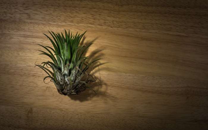 Most air plants have no roots. The plant pictured above was placed in a bowl and grew nicely despite having no roots.
