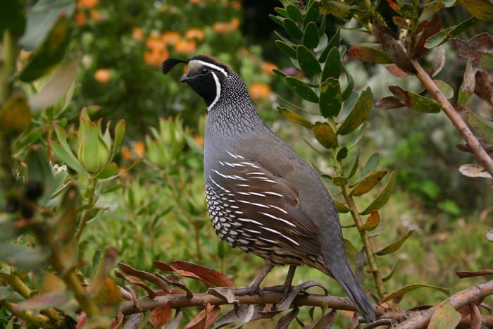 The hard seed coats of snowberry seeds are softened by passing through the digestive tracts of birds like quails