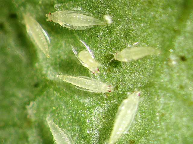 These insects can literally suck the life out of your rose blossoms. They are often translucent and impossible to find.