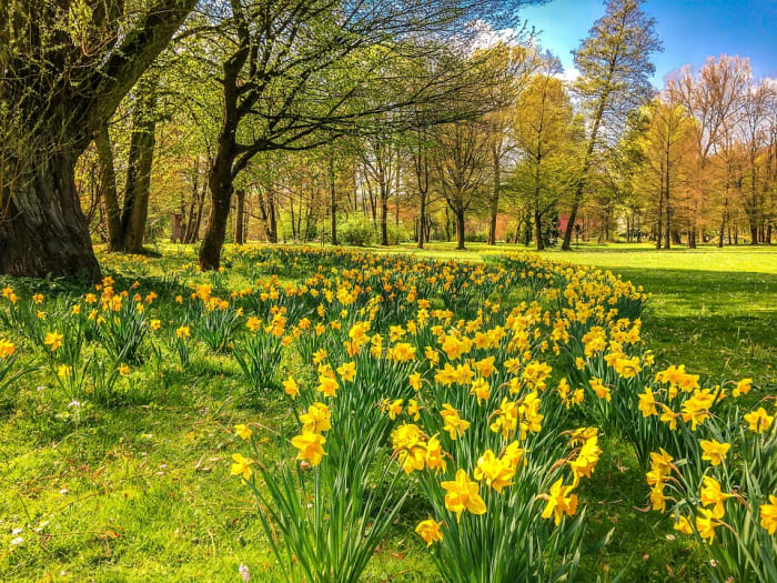 Daffodils can be planted under deciduous trees which leaf out after the daffodils have finished blooming and their foliage has died.