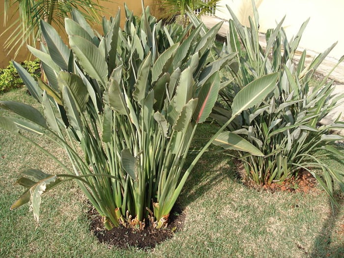 Bird of paradise grows and blooms best outdoors when grown in a large clump. Note how the leaves resemble banana leaves and emerge directly from the from the ground