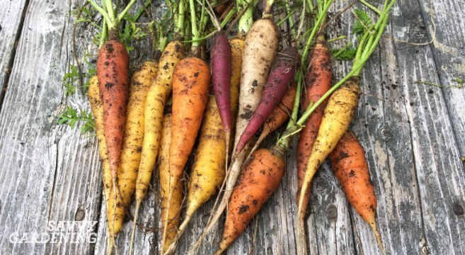 Carrots lefts in the ground over winter turn starch to sugar, which acts as a natural antifreeze, making winter carrots sweeter and more delicious than others. The best winter gardening varieties actually improve in flavor, texture, and sweetness.