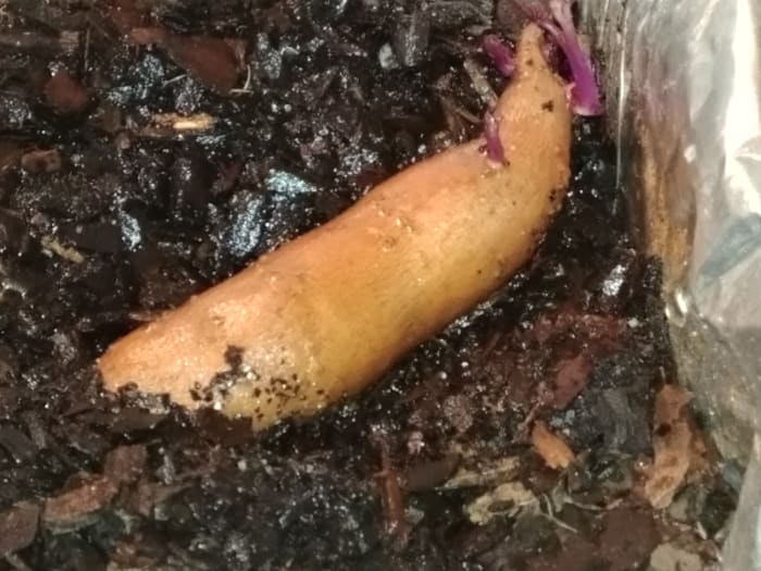 Though the process is different than that of growing regular potatoes, growing sweet potatoes may not be as difficult as you think and this guide will show you how.