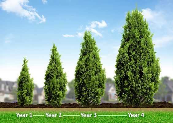 You can see from this photograph what your Leyland cypress tree could look like in only a few short years of growth.