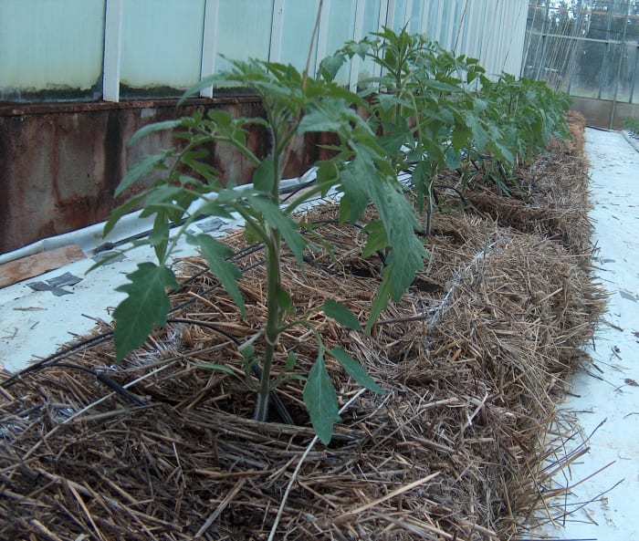 This is mulch on hydroponic tomatoes, but this is what you need to do in a regular garden or container too.