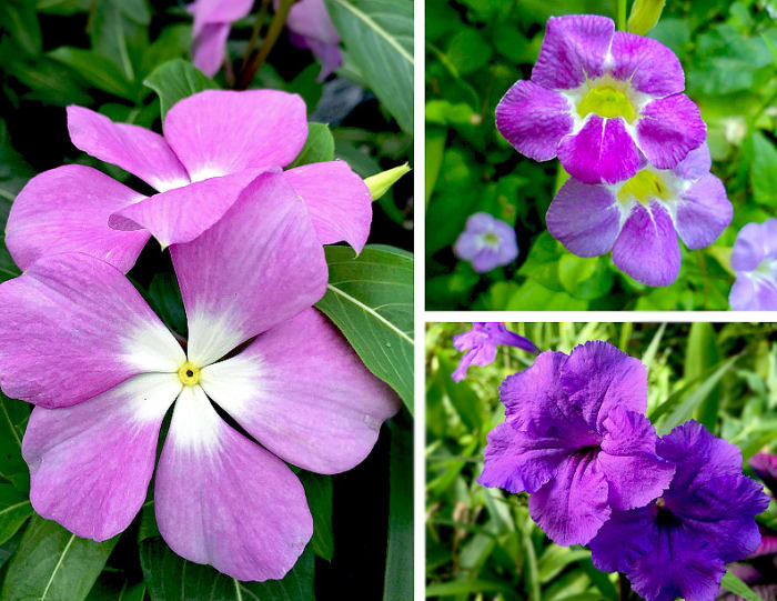 Clockwise from left: Vinca or Madagasca Periwinkle (Catharanthus sp.), Chinese Violet (Asystasia sp.), Mexican Petunia (Ruellia sp.) all have lovely purple varieties.