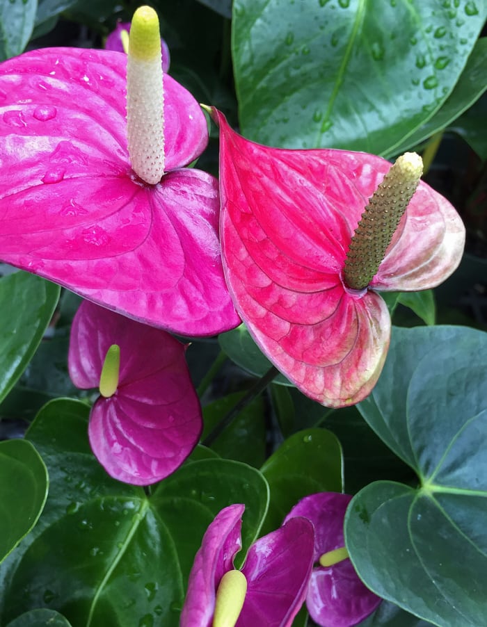 Anthurium 'Purple Heart'. Anthurium is the most favorite shade garden plant in Hawaii.