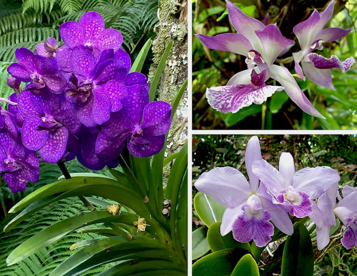 Clockwise from left: Purple Vanda orchid, Zygonisia 'Blue Birds' orchid, Cattleya 'Blue Hawaii' orchid.