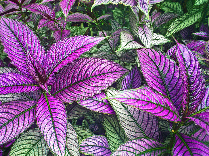As a houseplant, Persian Shield (Strobilanthes dyerianus) prefers bright, filtered sunlight to keep its foliage color.