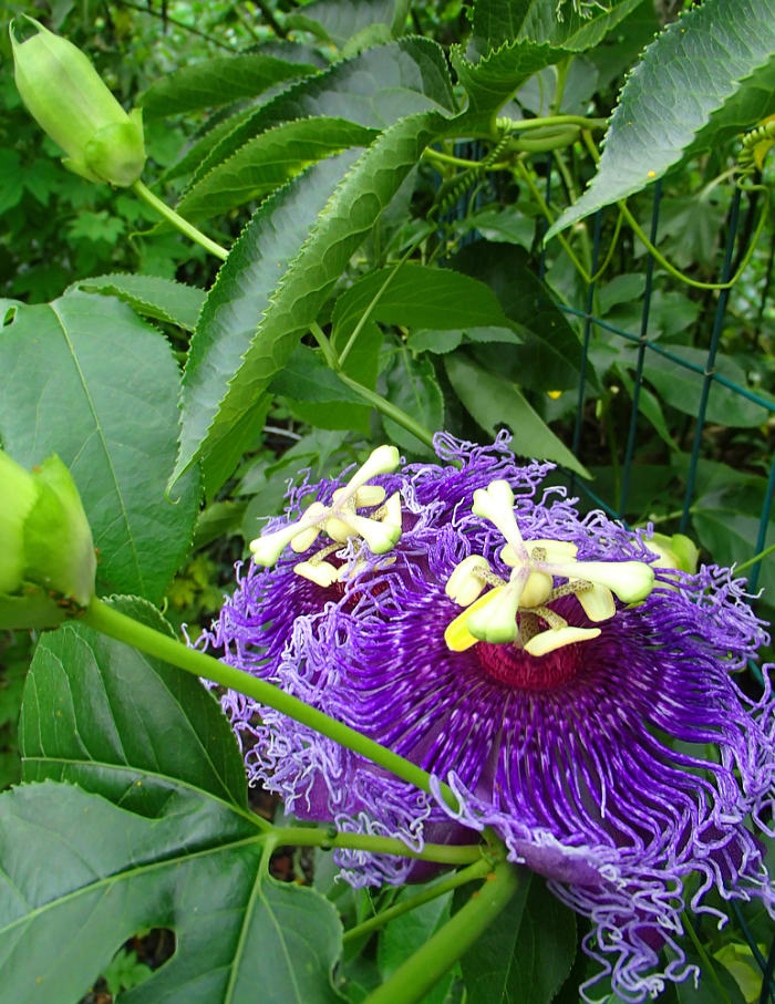 Purple passionflower vine (Passiflora sp.) is a fast grower that can cover an entire trellis in a very short time! The alien-looking flower emits a strong, exotic perfume to attract pollinators.