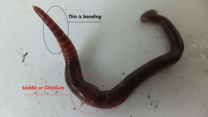 Identifying the Red Wiggler Composting Worm - Dengarden - Home and Garden