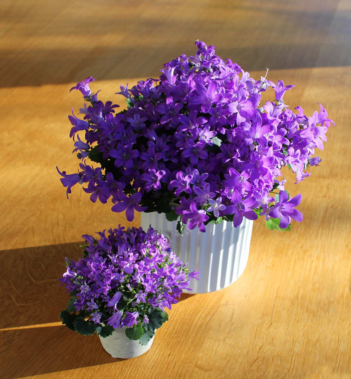 Regularly inspect plants for signs of infection of disease. Indoor plants rarely have insect issues, unless they are taken outdoors or if exposed to insects while at the nursery.