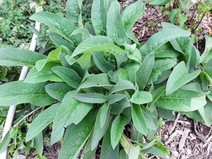 Comfrey is amazingly resilient. This hugelkultur often dries out and the comfrey wilts. But as soon as it gets some water, it springs back to life.