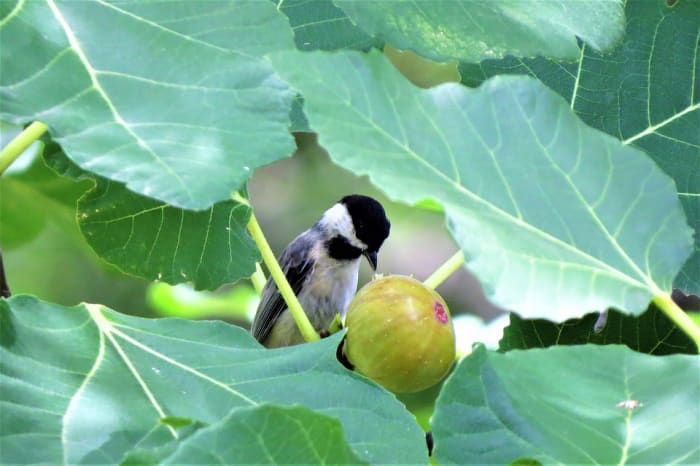 Don't forget to cover your trees with bird netting while they are setting fruit. Birds and squirrels love figs.