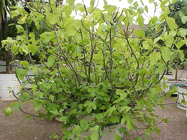 Fig trees are multi-stemmed trees. You can prune them to be a single stem tree if you prefer.