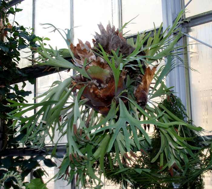 Staghorn ferns grown in wire hanging baskets develop pups which are new, young ferns all around the basket.