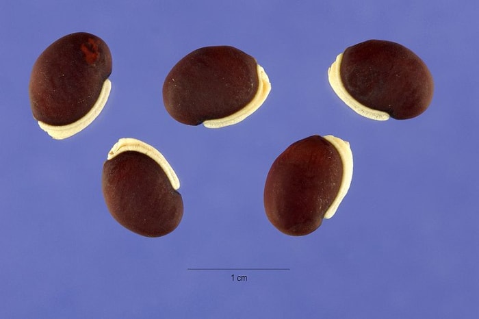 Hyacinth beans are poisonous. If you want to eat them, you must boil them and change the water 2 to 3 times.