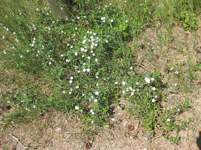 It is nearly impossible to apply Roundup to kill bindweed without also killing the surrounding plants.