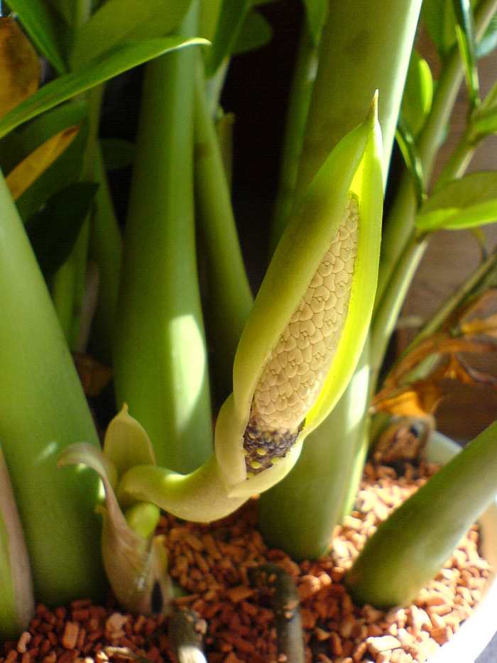 The flowers are difficult to see because they are wrapped in a spathe and located at the bottom of the leaves.