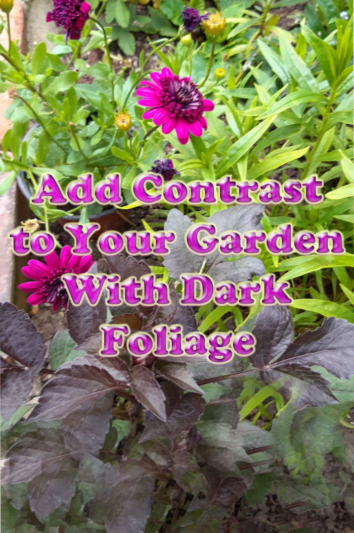 This guide will provide a number of suggestions for how to add contrast to your garden by incorporating plants with dark foliage.