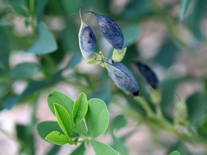 The seedpods darken as they mature. they add color and sound to your garden because the seeds rattle around in them when there is a breeze.