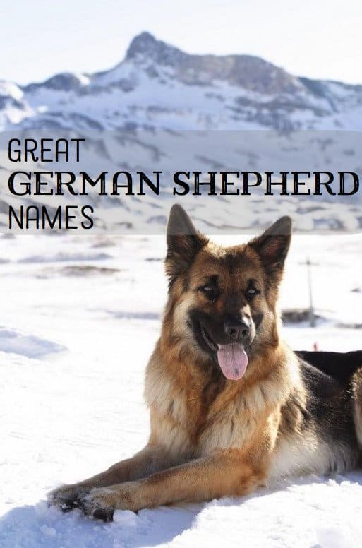 German Shepherds are protective, nobel, brave, and playful. Choose a name that suits your dog's unique personality!