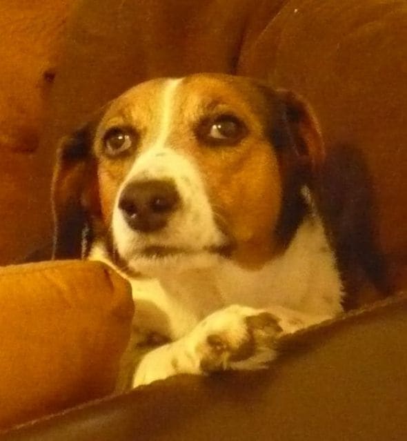 It's not common, but a dog can suffer paralysis of one or both sides of the face, and recover gradually, as our dog Katie did.