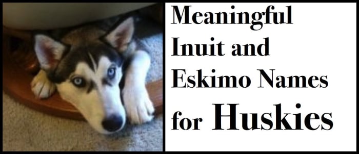 Your husky is affectionate, friendly with dogs and people, intelligent, and athletic. Find an Inuit name that reflects its breed's heritage and personality.