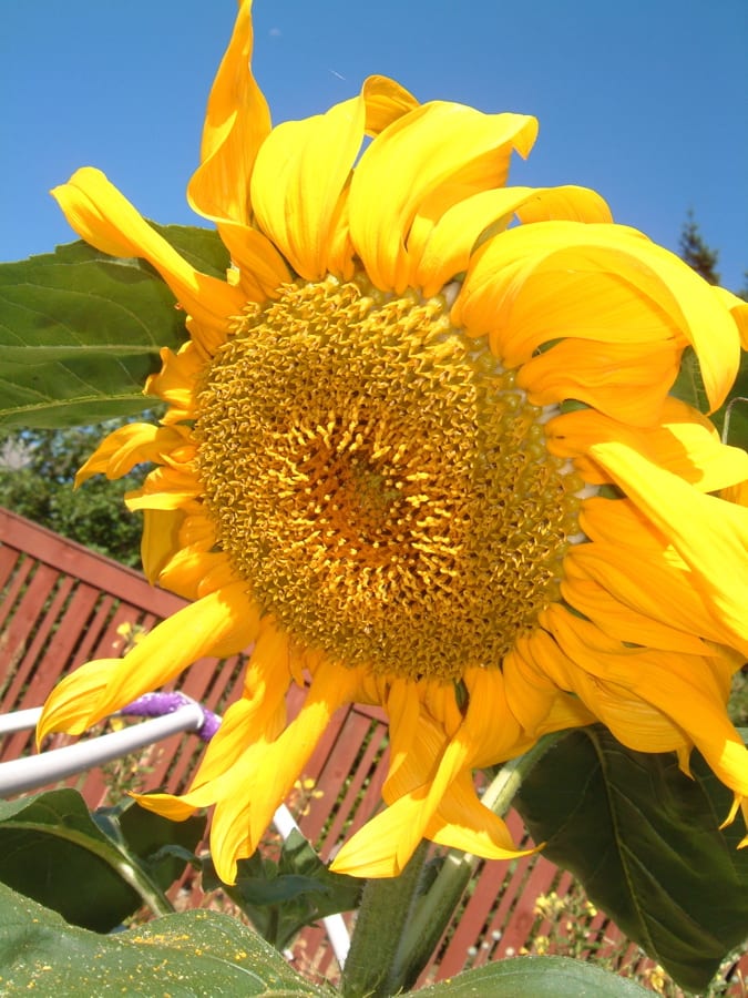 The center is fully of pollen, and the developing seeds are right under this layer.