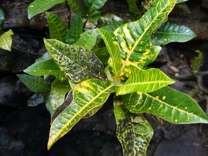While sooty mold mainly affects plants and trees that honeydew-secreting insects love, the mold can also effect maples.