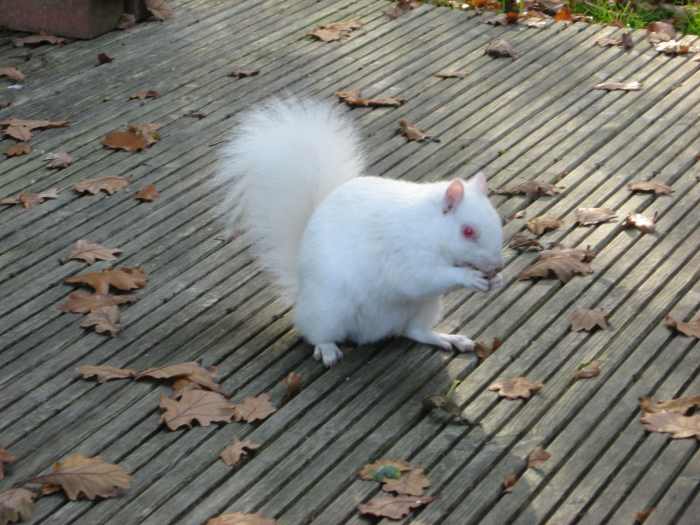 Just to show you that I too have a soft spot for them, I've included a shot of one of our local albino squirrels eating a nut I kindly provided!