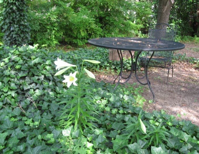 These lilies were all transplanted one year ago, but the two at right did not get enough sunlight on their leaves soon enough. They did much better after I trimmed back the ivy.