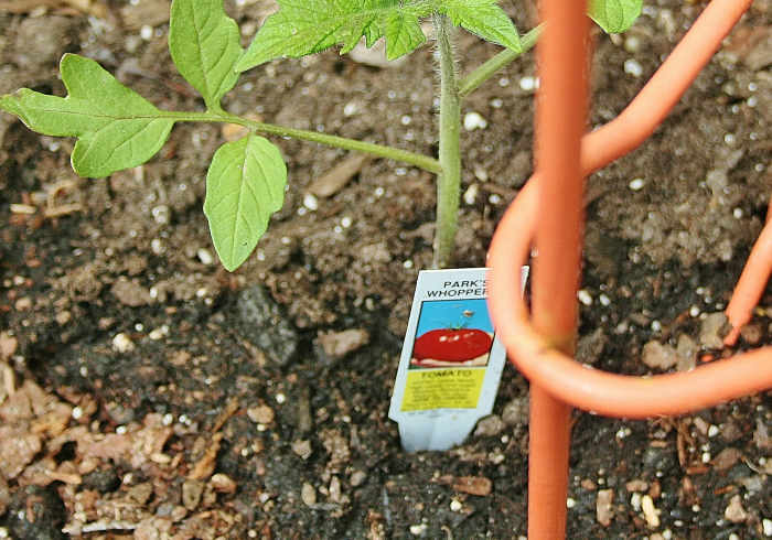 The best mulch around tomato plants? Red or silver plastic sheeting, compost, or nothing at all.