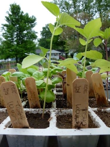 These lemon basil seedlings could benefit from pinching to create branching and keep pants from becoming leggy.