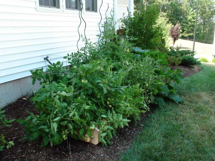 Tomato cages and spiral supports are used in an attempt to support the bushy Roma tomato plants. Plant is more shaded, disease is more likely when the plant stays wet, and fruit gets diseased and eaten by animals or insects when weighed down.