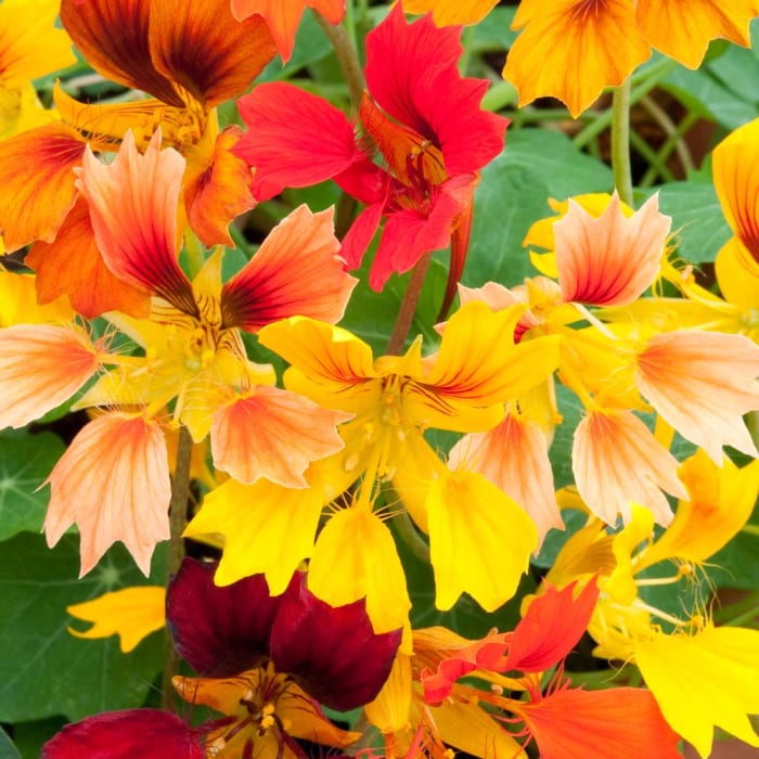 With its edible leaves and bright colors, the 'Flame Thrower' cultivar of nasturtiums is a great pick for most any garden.