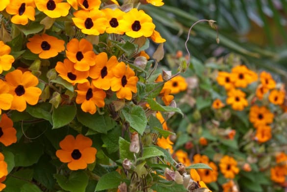 The 'Superstar' cultivar of thunbergia alata sports large, eye-catching orange blossoms, rather than the common yellow.