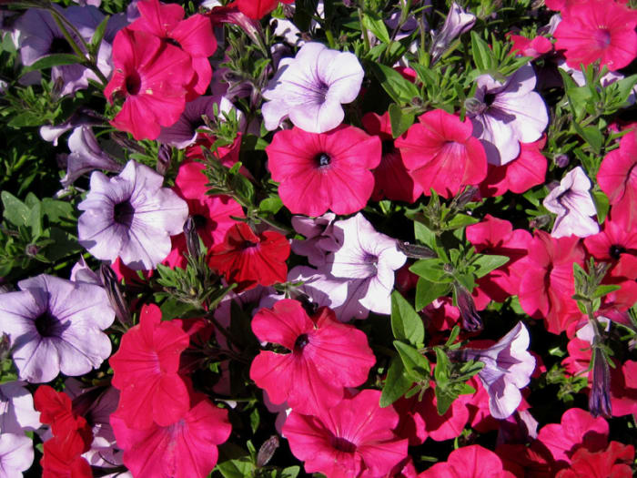 'Tidal Wave' petunias can be grown as climbers or as bushes, depending on how you plant and train them.