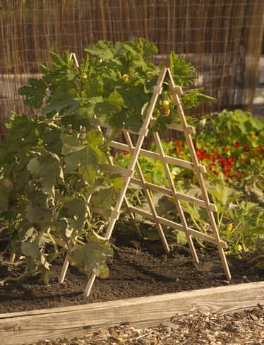 You can grow great squash up on an A-frame support like in this photo. Be sure to build a secure, heavy-duty frame for squash plants, though.