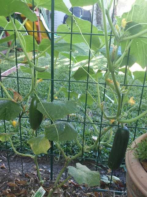 You can put up a section of fence like this photo and plant your cucumbers along it. They will grow up the fence and be easy to pick.