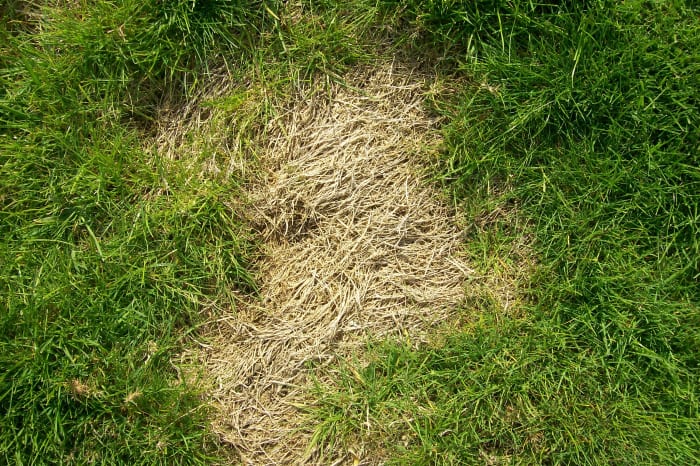 Lawn Grubs: How to Identify, Get Rid of, and Prevent Them - Dengarden ...